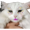 Gata de make memes 14
