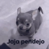 Estás bien pendejo 🥴 15