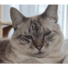 O gato chateado 23
