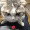 Kucing marah 8