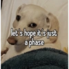 Homophobic dog 9