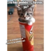 tu haz pedido... ¿Gatitos ya? Mas (si no entendieron el chiste es de pedidos ya)