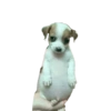 Perrito panzon 10