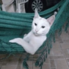 Gatinhos reações  18