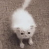 Cat & dog 2# 23