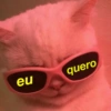 Gatinhos memeiros 🐱 10