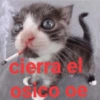 Más gatos tonotos 7