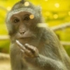 Monkey 16
