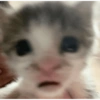 Más gatos tonotos 24