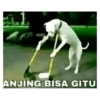 Anomali naek anjing 9