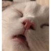 Gatos 29