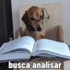 busca analisar