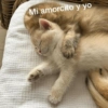Michis con frases UwU🐱🍭🍨 13