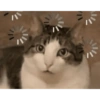 Kucing lucu 23