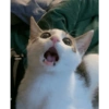 Cats 9