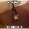 Cats 15