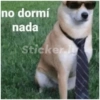 Perro 16