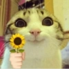 Animais com Emoji de Flor 🌹 12