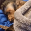 Monkey 27