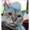 O gato chateado 18