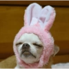 Memes cachorros  9