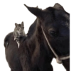 Gatinhos reações  5