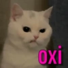 Gatinhos memeiros 🐱 12
