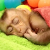 Monkey 25