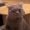 Memes gatos 12