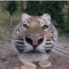 Más gatos tonotos 10