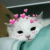 Gatitos tiernos :3 11