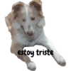 Perro 8