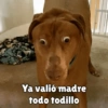 Perritos pal chat 🐕 19