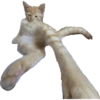 Gatinhos reações  6