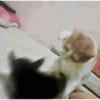 Gatos divertidos 😼 16