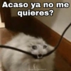 Gatitos SAD 😞 1 15