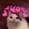Gatinhos apaixonados fofos 14