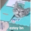 DIGESTION nons #1 up M estoy bn