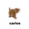 Gatinhos reações  13
