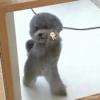 Perrito chistoso  5