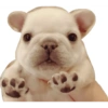 Pibble pal chat 🤣🐶 9