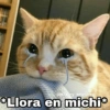 Gatitos SAD 😞 1 30