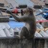 Monkey 26
