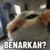 Meme kucing 7