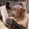 Macaquinhos reagindo  8