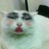 Gatos 18
