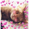 Gatitos heart 3 (mejores) 24