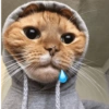 Memes de gatos 14