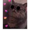 Gatitos heart 3 (mejores) 14