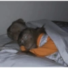 Monkey 19